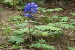 Delphinium ajacis